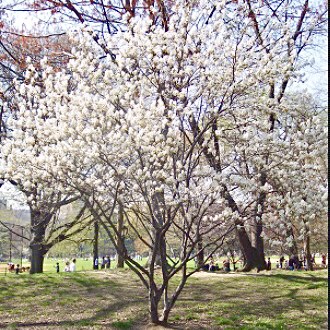 HHG tree Amelanchier Lamarkii