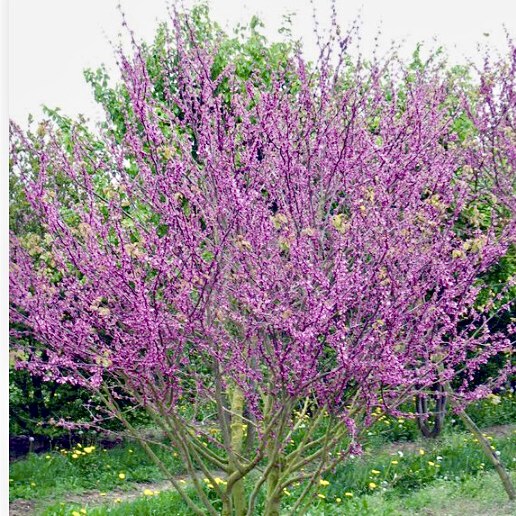HHG tree Cercis Siliquastrum Multistem