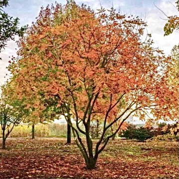 HHG tree Koelreuteria Paniculata