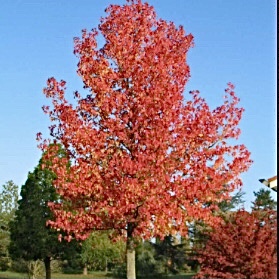 HHG tree Liquidamber