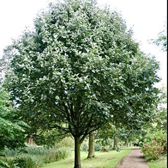 HHG tree Sorbus Aria Lutescens