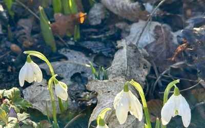 Getting out into gardens in Winter and early Spring for improved wellbeing