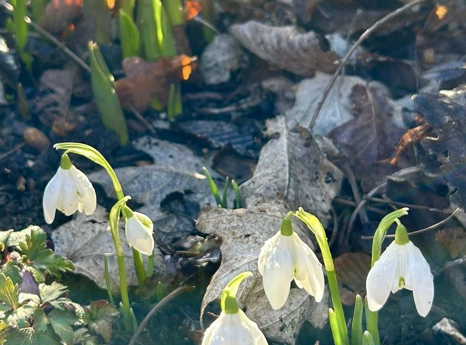 Getting out into gardens in Winter and early Spring for improved wellbeing