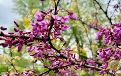 National Plant Health Week 6 – 12 May 2024