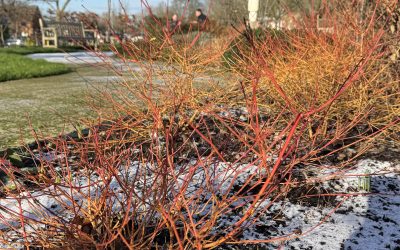Our Winter Garden is for sharing