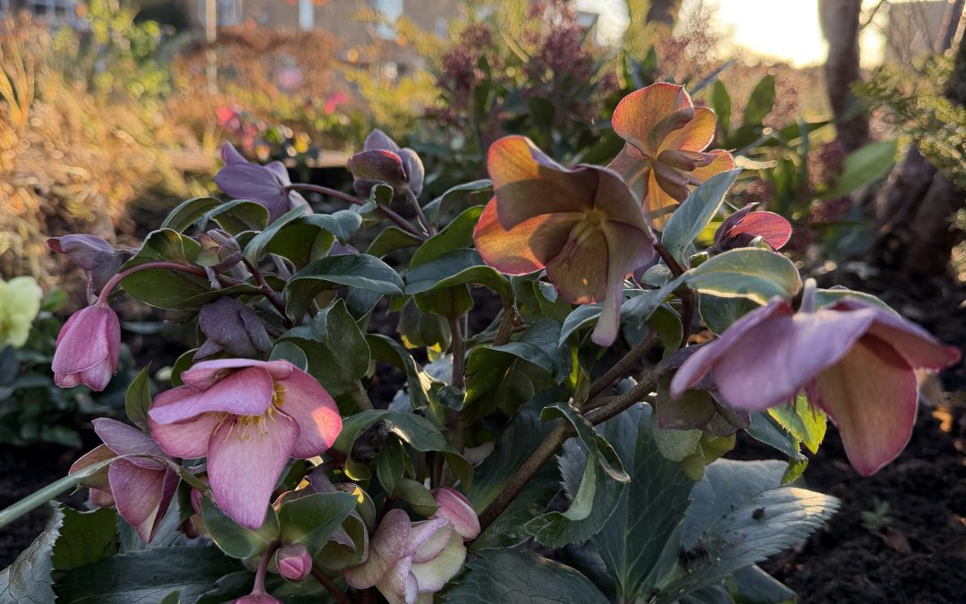 A year of challenge and growth in the garden